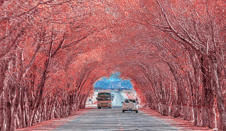 樹洞公路
